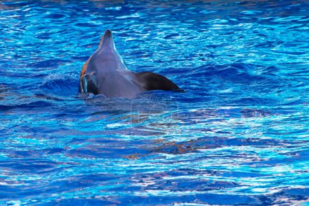 Photo for Floating dolphin on its back flaps its fins in the water. Dolphin therapy. horizontal - Royalty Free Image