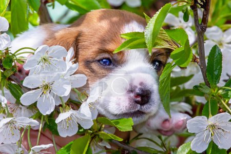 Photo for Cute muzzle puppy male Jack Russell Terrier hiding in cherry flowers, Natural sunny background. diffuse. - Royalty Free Image