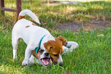 Foto de Jack Russell 's cachorros se juegan entre sí - Imagen libre de derechos