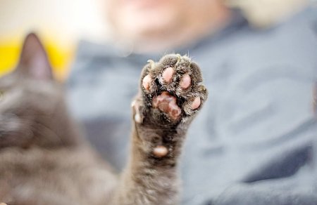 gray cat stretches its paw after sleep on a light background, horizonta