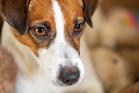 Photo for Close-up of a cute jack russell terrier. Horizontal - Royalty Free Image