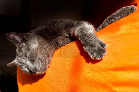 Photo for Happy gray Burmese cat basking on an orange sofa in the sun, horizontal - Royalty Free Image