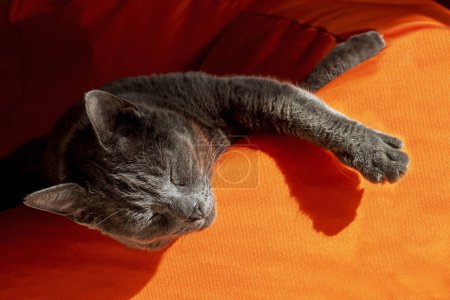 Photo for Old gray burmese cat sleeps in the sun on an orange ottoman. horizontal - Royalty Free Image