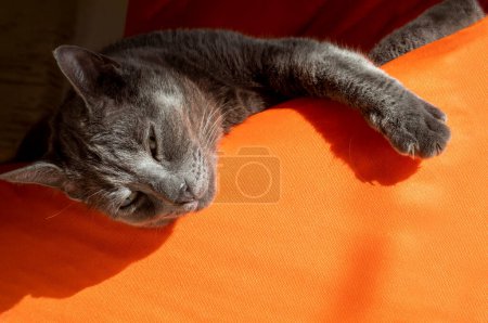 Photo for Beautiful gray Burmese cat with squinting, basking on an orange ottoman in the sun, horizontal - Royalty Free Image