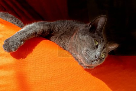Photo for Happy gray Burmese cat opened his eyes, basking on an orange ottoman in the sun, horizontal - Royalty Free Image