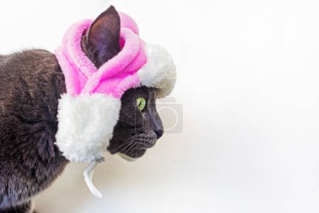 Photo for Profile of a funny brown Burmese cat in a white cap with earflaps with pink inserts on a light background - Royalty Free Image