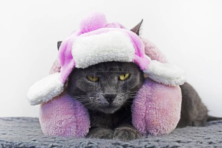 Photo for Write please 40, coma separated keywords for glamorous funny brown burmese cat lies in a cute white hat with earflaps with pink bets and pink headphones on a light background - Royalty Free Image