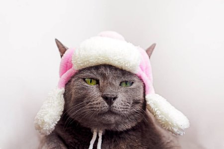Photo for Funny brown burmese cat in a cute white cap with earflaps with a pink bombon on a light background - Royalty Free Image