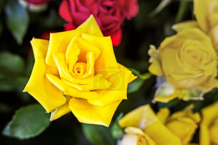 Photo for Beautiful yellow fragrant blooming rose, festive mood - Royalty Free Image