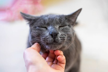 Photo for Scratching the neck of a gray cat on a light background. Animal care - Royalty Free Image