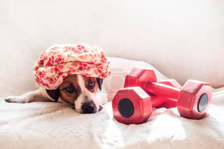 Photo for Tired jack russell terrier in a turban near big red dumbbells before training. family sports - Royalty Free Image