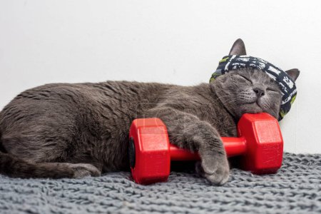Téléchargez les photos : Chat dans un bandage de sport dort sur un haltère rouge après une séance d'entraînement. sports familiaux - en image libre de droit