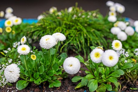 Photo for White daisy flowers in the garden. gardening - Royalty Free Image
