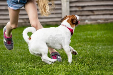Téléchargez les photos : Jack russell terrier jouer avec une fille dans la cour sur pelouse herbe verte par une journée ensoleillée - en image libre de droit