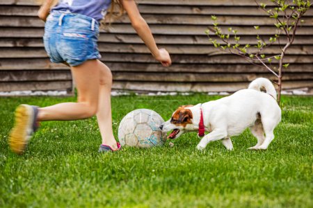 Téléchargez les photos : Jack Russell Terrier joue au football avec une fille dans la cour sur la pelouse herbe verte. famille Weken - en image libre de droit