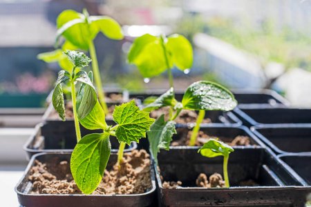 seedlings of cucumbers in disposable pots with earth lit by the sun