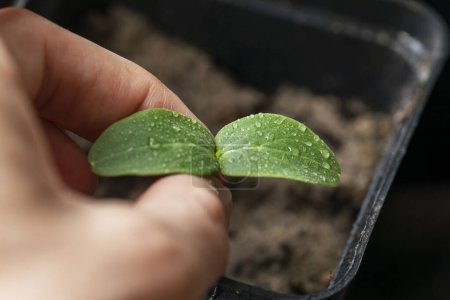 Foto de Plantar plántulas jóvenes de pepino. enfermedades y plagas de los pepinos - Imagen libre de derechos