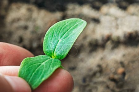 Téléchargez les photos : Tenez une jeune feuille de semis de concombre dans vos doigts. maladies et ravageurs des concombres - en image libre de droit