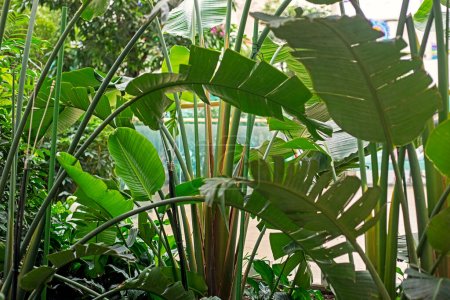 tropischer Garten mit riesigen Bananenblättern im Inneren. horizontal