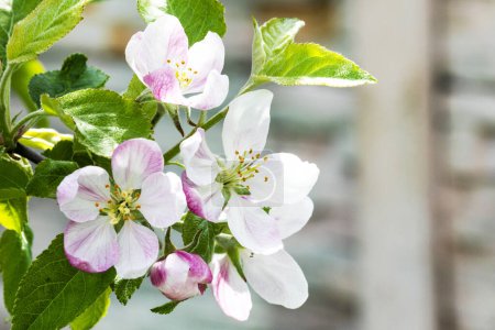 Téléchargez les photos : Fleurs roses fleurissant d'un pommier sur un fond bleu. jardin - en image libre de droit