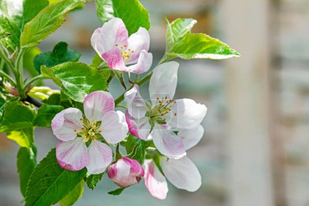 Téléchargez les photos : Fleurs roses fleurissant d'un pommier sur un fond bleu. maladies et ravageurs du jardin - en image libre de droit