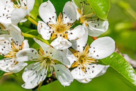 Téléchargez les photos : Fleurs de poire en fleurs sur un jeune arbre. maladies des jardins et ravageurs des arbres fruitiers - en image libre de droit