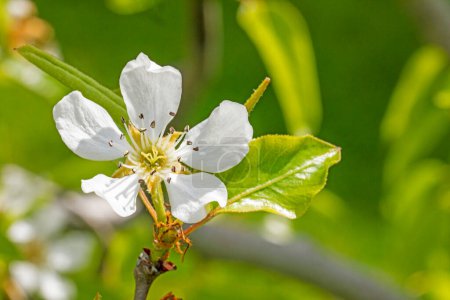 Téléchargez les photos : Fleur de poire en fleurs sur un jeune arbre. maladies des jardins et ravageurs des arbres fruitiers - en image libre de droit
