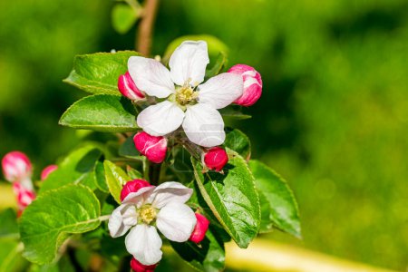 Téléchargez les photos : Les pommiers fleurissent sur un jeune arbre. maladies des jardins et ravageurs des arbres fruitiers - en image libre de droit