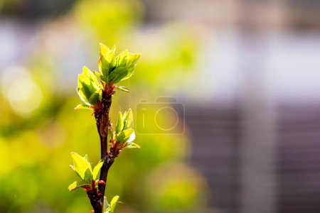 Foto de Plántulas de albaricoque extiende las hojas sobre un fondo claro. jardinero, enfermedades y plagas de árboles frutales - Imagen libre de derechos