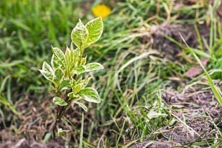Téléchargez les photos : Jeune arbuste avec des feuilles desserrées de derens belii Elegantissima. couverture - en image libre de droit