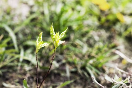 Foto de Plantar un plantón joven con hojas aflojadas de derens de Elegantissima. seto - Imagen libre de derechos