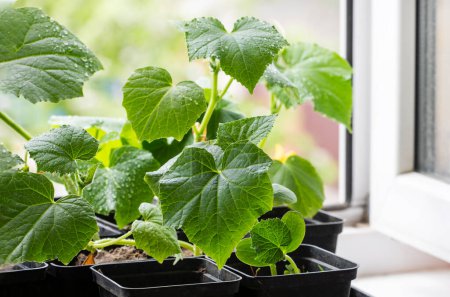 Photo for Grow seedlings of young varietal cucumbers in pots before planting on the windowsill - Royalty Free Image