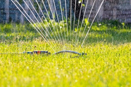 Photo for Garden sprinkler watering fruit trees in the early morning in the garden. farming - Royalty Free Image