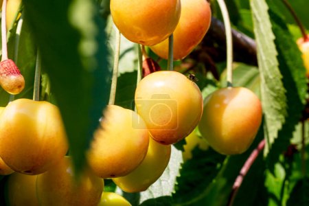 Photo for Close-up of ripening early cherries in the garden, Diseases and pests of the garden - Royalty Free Image