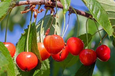 Photo for Berries of ripe red cherries on a tree lit by the sun. Garden - Royalty Free Image