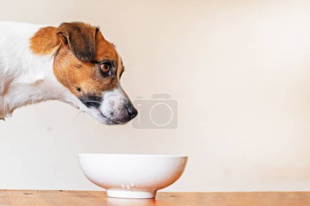 Photo for Muzzle jack russell terrier waiting for food on a light background. Animal care - Royalty Free Image