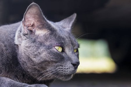 Téléchargez les photos : Gros plan museau chat gris dans profil chasse pour un oiseau à l'extérieur - en image libre de droit