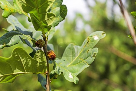 Foto de Primer plano de las hojas de roble verde en el bosque. enfermedades arbóreas - Imagen libre de derechos