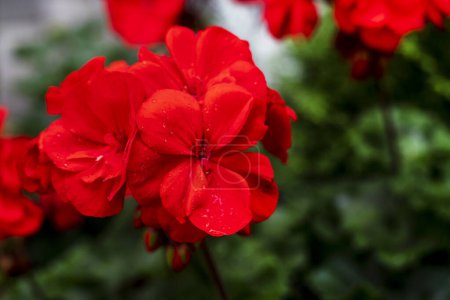 Photo for Close-up of a red pelargonium flower on a cloudy day. Growing and caring for flowers - Royalty Free Image