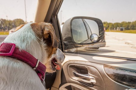Téléchargez les photos : Jack Russell terrier animal de compagnie voyage dans les voitures. Voyager avec des animaux domestiques - en image libre de droit