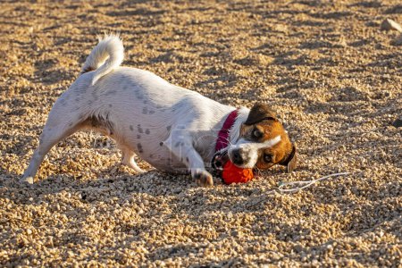Téléchargez les photos : Drôle humide Jack Russell terrier séchage sur la plage de sable avec une balle. Vacances en famille. plage de chien - en image libre de droit