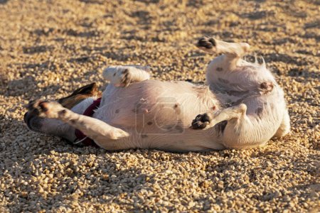 Téléchargez les photos : Drôle humide Jack Russell terrier est couché avec plaisir sur le sable de la plage. Vacances en famille. plage de chien - en image libre de droit