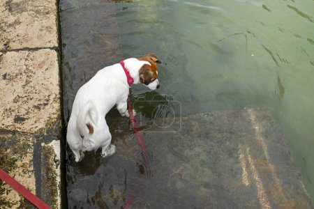 Photo for Jack Russell Terrier on a red leash wants to swim in a canal in Venice. Traveling with animals - Royalty Free Image