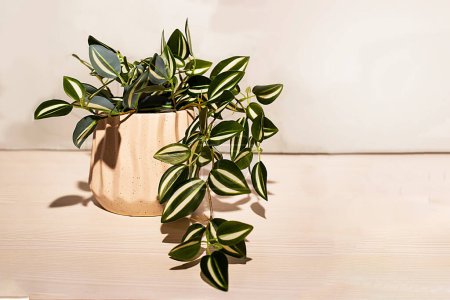 Photo for Green climbing plant of the ivy family in a pot in a bright interior - Royalty Free Image