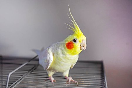 cute cockatiel parrot on his cage from above