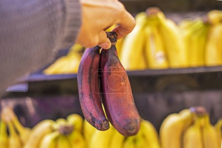 Photo for Holding in hand a bunch of small brown bananas in a supermarket store - Royalty Free Image