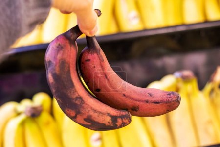 Photo for Holding in hand a bunch of small brown bananas in a supermarket store - Royalty Free Image