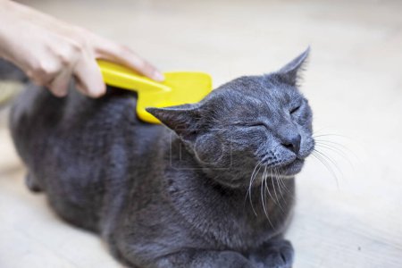 Photo for Combing the hair of an American Burmese cat with a comb. Caring for pets - Royalty Free Image