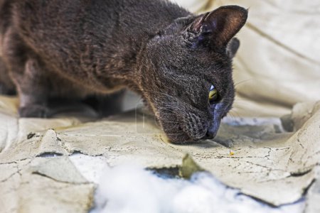 Photo for Dissatisfied American Burmese cat lies on a torn leather sofa. Things damaged by pets - Royalty Free Image