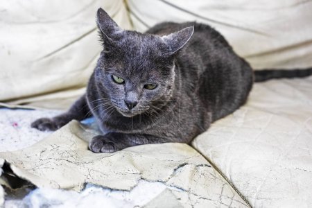Téléchargez les photos : Insatisfait chat birman américain se trouve sur un canapé en cuir déchiré. Les choses endommagées par les animaux - en image libre de droit